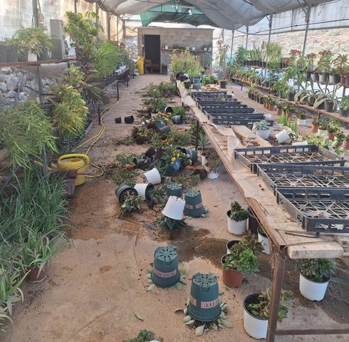 مستوطنون يهاجمون مشتلا ويتلفون محتوياته في دير شرف غرب نابلس