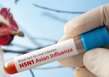 أول حالة وفاة بسبب سلالة نادرة من إنفلونزا الطيور في الولايات المتحدة