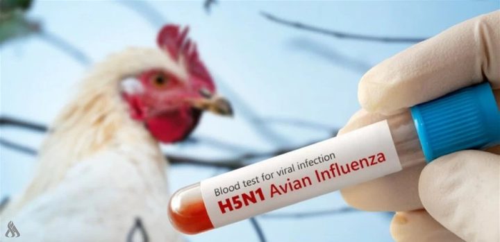 أول حالة وفاة بسبب سلالة نادرة من إنفلونزا الطيور في الولايات المتحدة