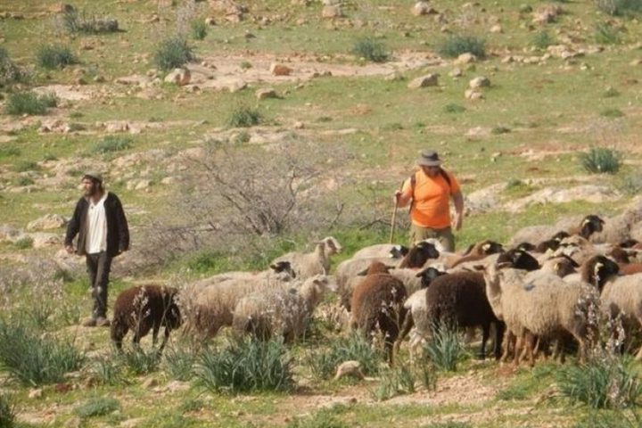 مستوطنون يسممون أغناما في المغير شرق رام الله