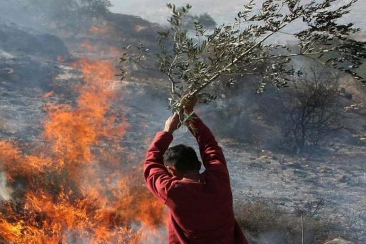 مستوطنون يحرقون أراضي زراعية شمال رام الله