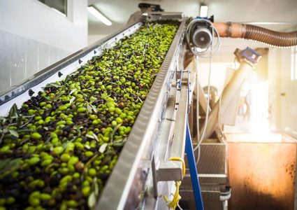 قلة انتاج زيت الزيتون وتزايد حالات الغش ..حماية المستهلك والزراعة توضحان الأسباب