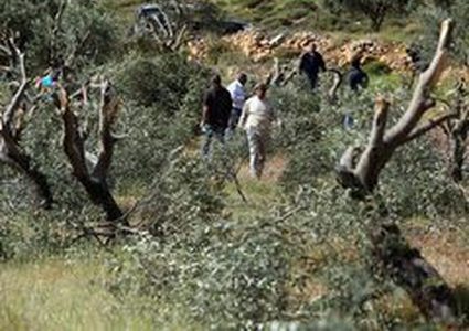 مستوطنون يقتلعون 850 شجرة زيتون وعنب جنوب الخليل