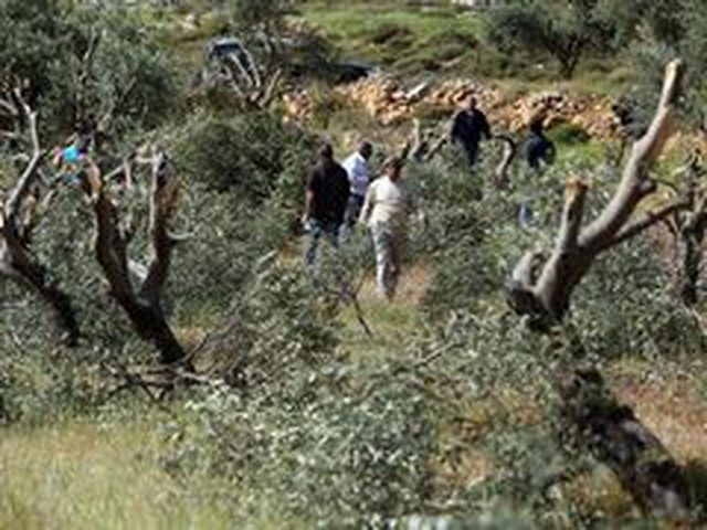 مستوطنون يقتلعون 850 شجرة زيتون وعنب جنوب الخليل