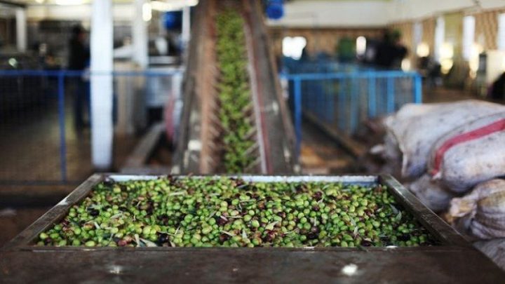 وزارة الاقتصاد الوطني تعلن فتح باب استيراد زيت الزيتون