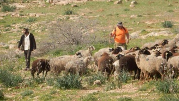 مستوطنون يطلقون مواشيهم في أراضي المواطنين بأم صفا شمال غرب رام الله