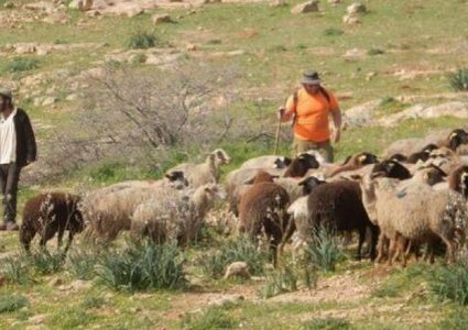 مستوطنون يطلقون مواشيهم في أراضي المواطنين بأم صفا شمال غرب رام الله