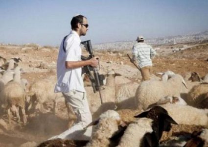 مستوطنون يرعون مواشيهم في أراضي بلدة مخماس شمال القدس المحتلة