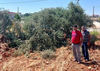 مستوطنون يقطعون عشرات أشجار الزيتون في بلدة مخماس شمال القدس المحتلة