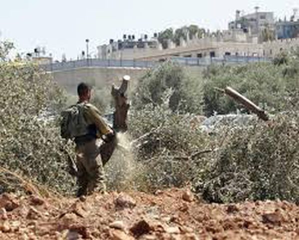 الاحتلال يقتلع نحو 400 شجرة زيتون ويجرف 35 دونمًا من أراضي بدرس غرب رام الله