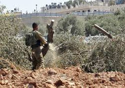 الاحتلال يقتلع نحو 400 شجرة زيتون ويجرف 35 دونمًا من أراضي بدرس غرب رام الله