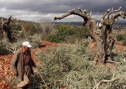 7 ملايين دولار خسائر زراعية خلال أسبوع بالضفة