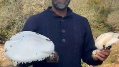 موسم الفقع الفلسطيني: مواطنون يجمعون الفطر  في جبال بيت ريما وسلفيت