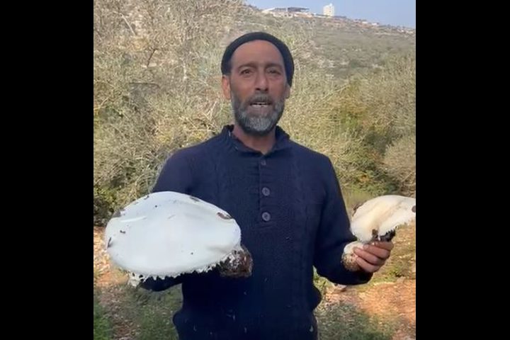 موسم الفقع الفلسطيني: مواطنون يجمعون الفطر  في جبال بيت ريما وسلفيت