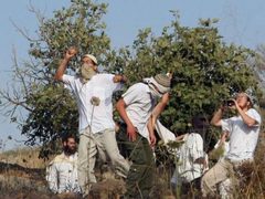 مستوطنون يقطعون عشرات أشتال العنب في دوما جنوب نابلس