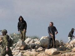 مستوطنون يشرعون بتسييج أراضٍ في تقوع جنوب شرق بيت لحم بهدف الاستيلاء عليها