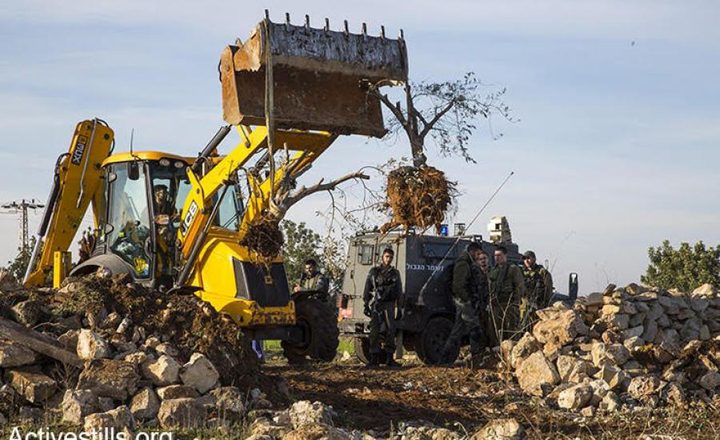 مستوطنون يقتلعون نحو 150 شجرة زيتون في مسافر يطا