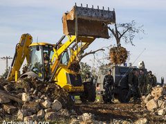 مستوطنون يقتلعون نحو 150 شجرة زيتون في مسافر يطا