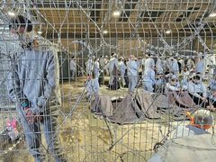 323 أسيرًا استشهدوا في سجون الاحتلال خلال "مرحلة الإبادة الجماعية"