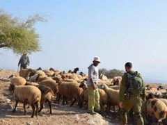 مستوطنون يسرقون 200 رأس غنم ومركبة في كوبر شمال رام الله