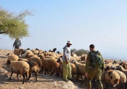 مستوطنون يسرقون 200 رأس غنم ومركبة في كوبر شمال رام الله