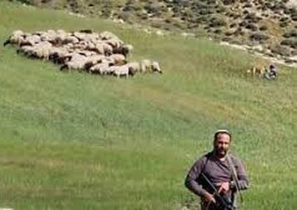 مستوطن بحماية الاحتلال يرعى أغنامه في المغير شرق رام الله