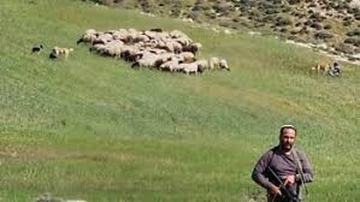 مستوطن بحماية الاحتلال يرعى أغنامه في المغير شرق رام الله