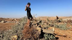 الزراعة: الاحتلال دمر أكثر من 91 ألف شجرة زيتون وألحق خسائر بـ 103 ملايين دولار