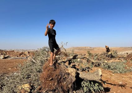 الزراعة: الاحتلال دمر أكثر من 91 ألف شجرة زيتون وألحق خسائر بـ 103 ملايين دولار