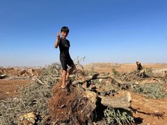 الزراعة: الاحتلال دمر أكثر من 91 ألف شجرة زيتون وألحق خسائر بـ 103 ملايين دولار