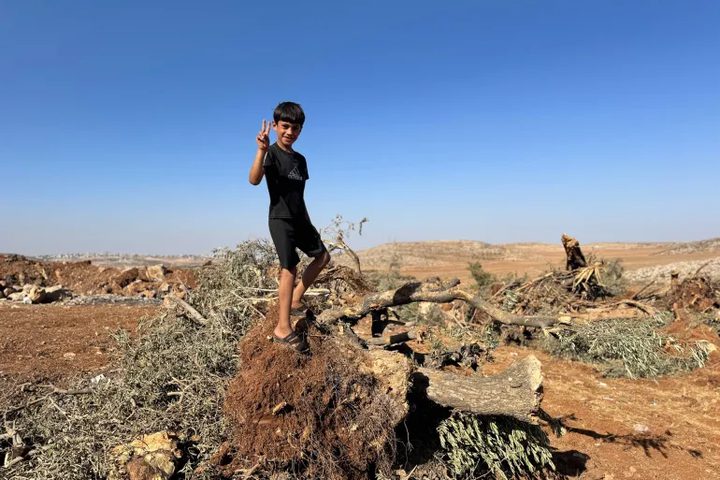 الزراعة: الاحتلال دمر أكثر من 91 ألف شجرة زيتون وألحق خسائر بـ 103 ملايين دولار