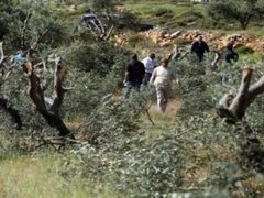 مستوطنون يقتلعون أشجار زيتون شرق طوباس