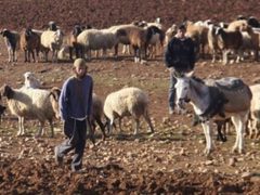 مستوطنون يرعون مواشيهم في أراضي المواطنين جنوب المغير