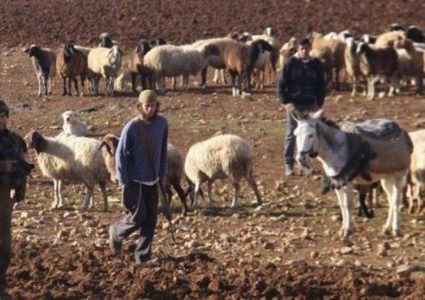مستوطنون يرعون مواشيهم في أراضي المواطنين جنوب المغير