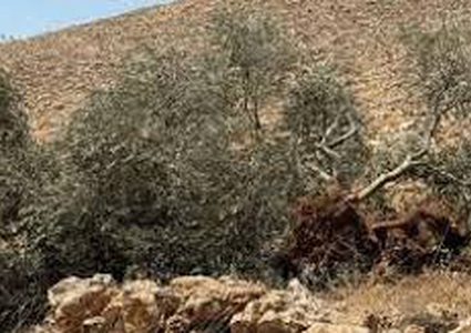 مستوطنون يقتلعون 100 شتلة زيتون جنوب نابلس