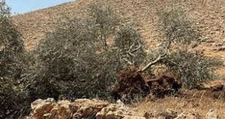 مستوطنون يقتلعون 100 شتلة زيتون جنوب نابلس