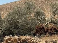 مستوطنون يقتلعون 100 شتلة زيتون جنوب نابلس