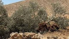 مستوطنون يقتلعون 100 شتلة زيتون جنوب نابلس