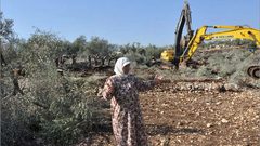 الاحتلال يهدم منشآت ويقتلع 100 شجرة زيتون بالخليل