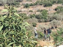 685 انتهاكًا احتلاليًا بحق البيئة والمصادر الطبيعية خلال العام 2025