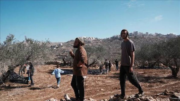 مستوطنون يتلفون محاصيل زراعية شمال غرب نابلس