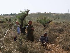 مستوطنون يهاجمون منزلًا ويقتلعون أشجار زيتون في مسافر يطا