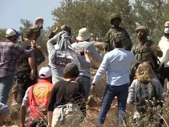 مستتوطنون يقطعون أكثر من 70 شجرة زيتون جنوب الخليل