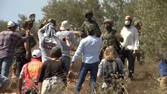 مستتوطنون يقطعون أكثر من 70 شجرة زيتون جنوب الخليل