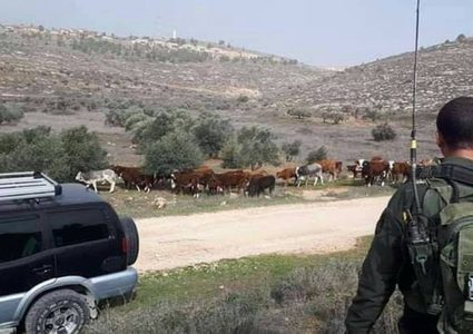 مستوطنون يطلقون أبقارهم لإتلاف محاصيل زراعية في خربة سمرة بالأغوار الشمالية