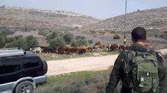 مستوطنون يطلقون أبقارهم لإتلاف محاصيل زراعية في خربة سمرة بالأغوار الشمالية