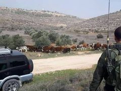 مستوطنون يطلقون أبقارهم لإتلاف محاصيل زراعية في خربة سمرة بالأغوار الشمالية