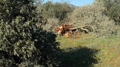 جرافات المستوطنين تدمّر مئات أشجار الزيتون في سهل ترمسعيا شمال رام الله.