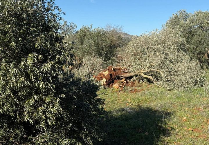 جرافات المستوطنين تدمّر مئات أشجار الزيتون في سهل ترمسعيا شمال رام الله.