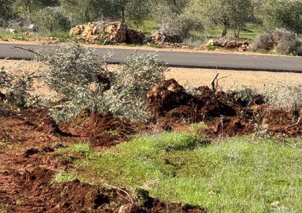 جرافات المستوطنين تدمّر مئات أشجار الزيتون في سهل ترمسعيا شمال رام الله.